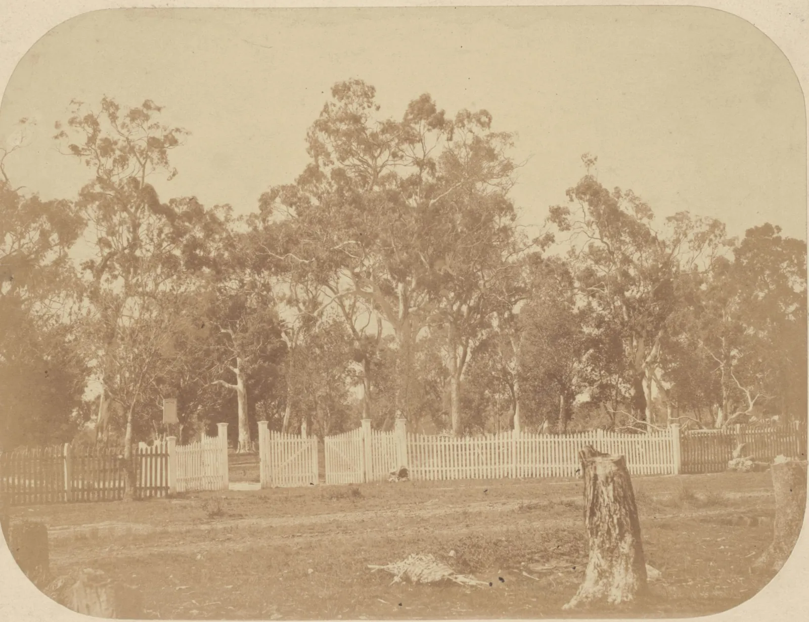 A picket-fenced cemetery among tall gums, a few graves and rails inside the fence, cleared ground and a stump in front.